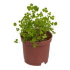 Lucky clover in plastic pot,