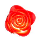 Red plastic rose with colour changing LED (incl.,