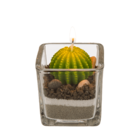 Vela en vaso, Cactus con piedras y arena,