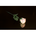 Weiße Rose mit farbwechselnder LED