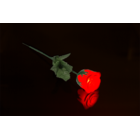 White plastic rose with colour changing LED